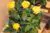 Yellow roses