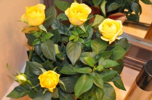 Yellow roses