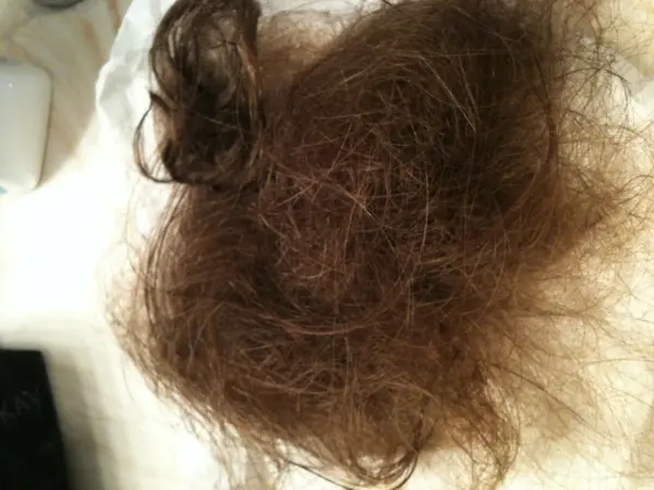 A close-up of a tangled clump of brown hair.