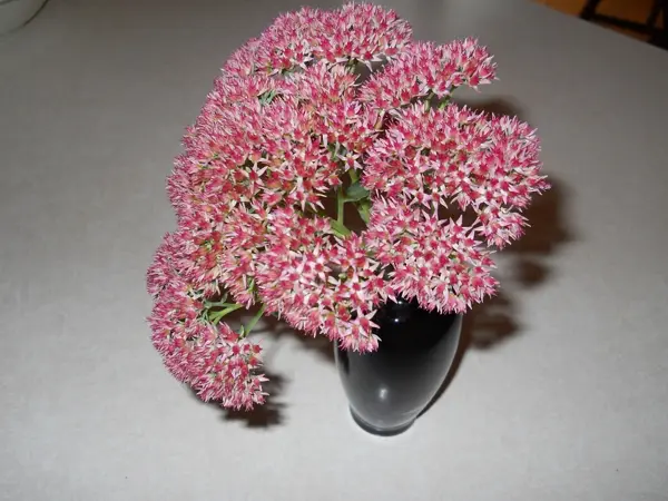 A cluster of pink and white flowers in a dark vase.